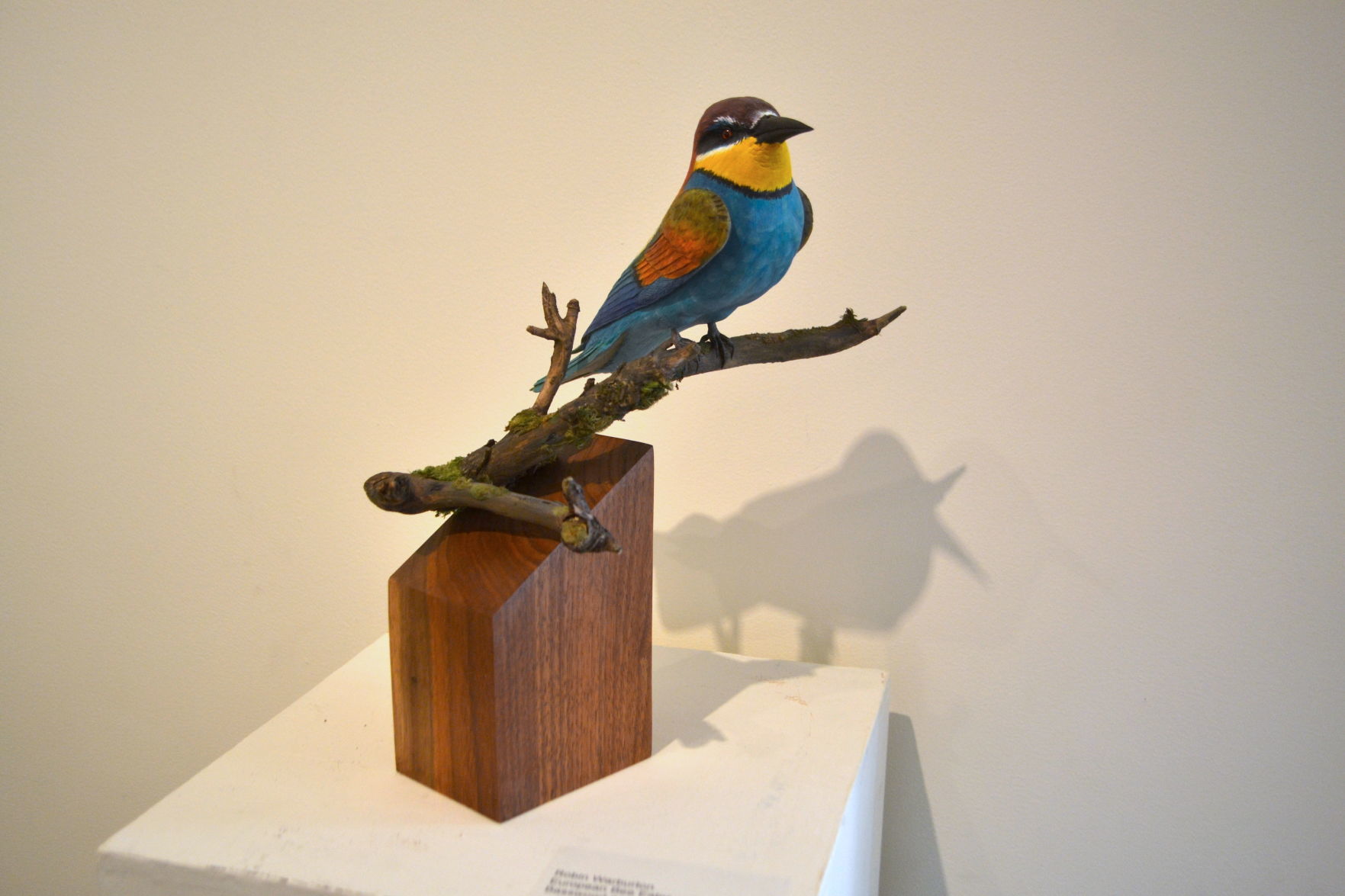 Robin 3